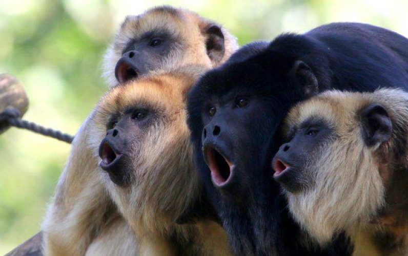 scimmie urlatrici